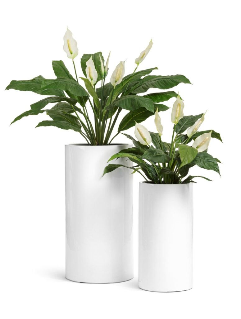 Jardiniére Maroc